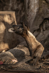 baby wallabie 