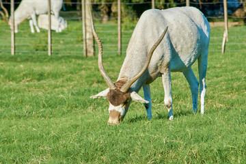 Adax wild animal eating grass, its horns can be seen. Scientific name of the mammal Addax nasomaculatus