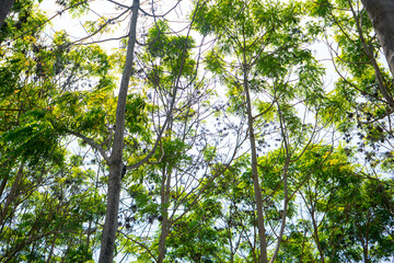 green leaves in the sun