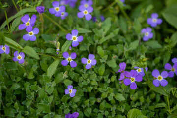 春の庭のムラサキナズナ
