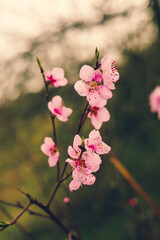 Cherry Tree Blossom, Selective Focus - 773540311