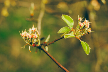Apple Flowers Buds on a Twig, Selective Focus, Blurred Background - 773540352