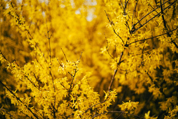 Blooming Yellow Forsythia Bushes, Selective Soft Focus, Blurred Background - 773540381