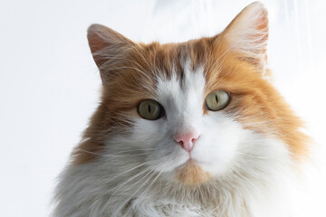 Extreme close-up of a long-haired orange and white colored cat against a high key white background.