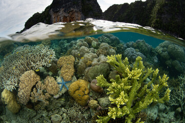 Corals and fish thrive on a shallow, biodiverse reef in Raja Ampat, Indonesia. This tropical region is known as the heart of the Coral Triangle due to its incredible marine biodiversity. © ead72