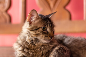 Portrait of siberian cat, breed of siberian cat