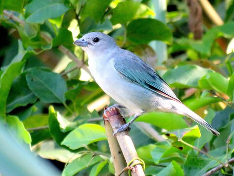 Sayaca Tanager, the Greyish blue bird from South America in a Tropical Garden