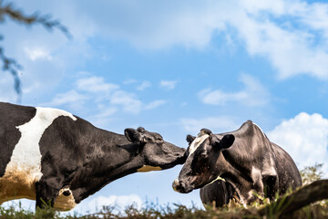 two holstein dairy cows, one with very large udders full of milk and one in pregnancy, with blue...