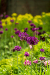 綺麗な紫の蓮華