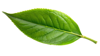 Fototapeta premium Fresh Green tea leaf isolated on Transparent background.