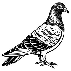pigeon silhouette vector art illustration