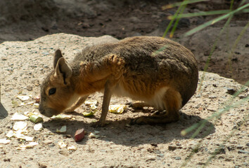 Fototapeta premium Mara Patagónica