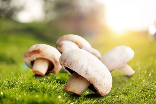 Tasty fresh ripe mushrooms on the desk