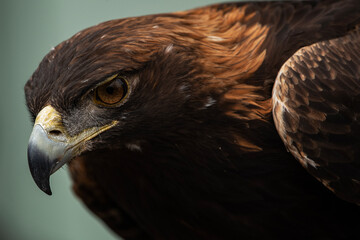 Golden Eagle