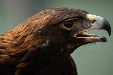 Golden Eagle