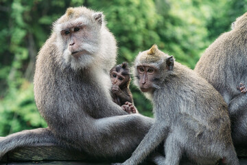 Monkies in the Monkey Forest, Ubud, Bali, Indonesia.