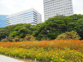  the beautiful cosmos garden in hama-rikyu gardens, tokyo, JAPAN