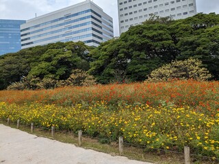 the beautiful cosmos garden in hama-rikyu gardens, tokyo, JAPAN
