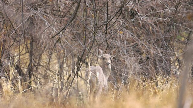 White-tailed Deer in a Forest