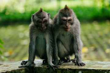 Naklejka na ściany i meble Group of Monkies in the Monkey Forest, Ubud, Bali, Indonesia.