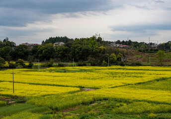 The rural scenery of the riverbank plain coverd with rape flowers near the village in spring