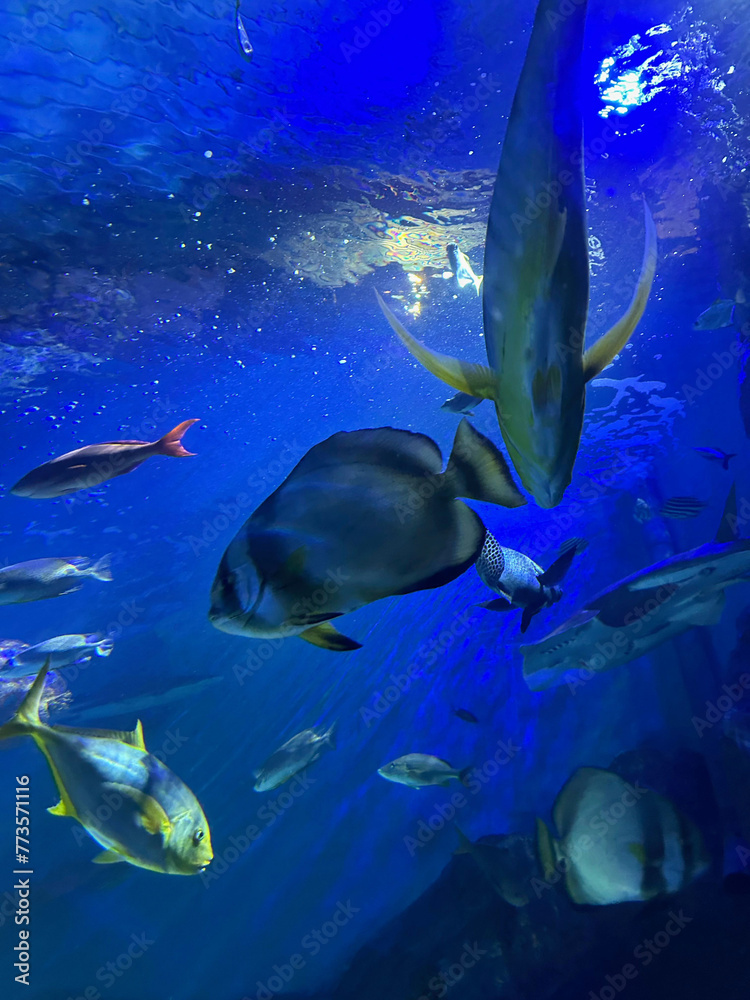 Wall mural different fishes swimming in sea, low angle view. underwater world - Wall murals