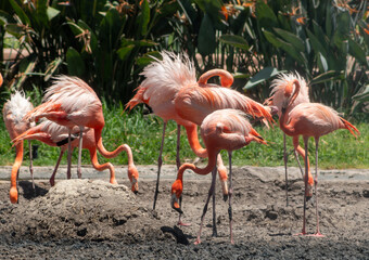Phoenicopterus ruber flamencos