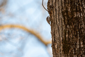 Bird in the Midwest Spring
