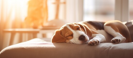 The adorable pet rests comfortably on top of a soft bed, enjoying a moment of relaxation and peace - obrazy, fototapety, plakaty