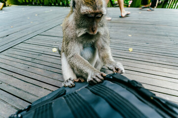 Monkey tempering with a bag in the Monkey Forest, Ubud, Bali, Indonesia.