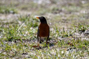Robin in the Spring