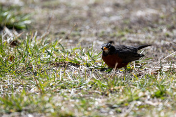 Robin in the Spring