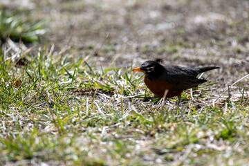 Robin in the Spring