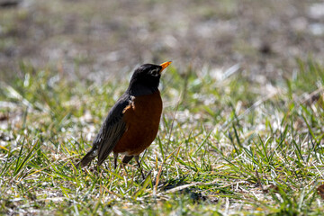 Robin in the Spring