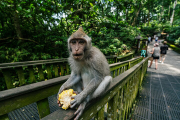Monkey in the Monkey Forest, Ubud, Bali, Indonesia.