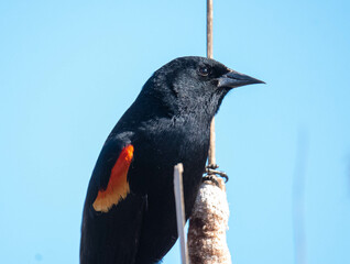 Red Winged Blackbird Closeup