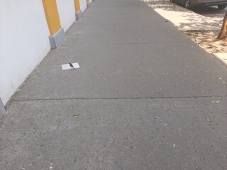 Ave sobre la banqueta