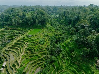 Fototapeta na wymiar The Tegallalang Rice Fields near Ubud, Bali, Indonesia.