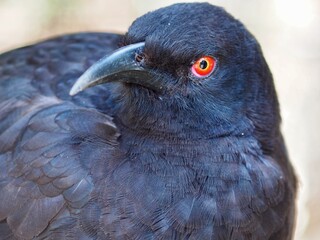 Remarkable distinctive White-winged Chough.