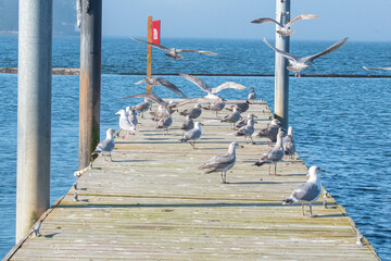 Seagulls on a dock