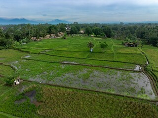 Rice fields in the town of Ubud, Bali, Indonesia.