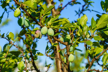 A tree with green leaves and plums hanging from it