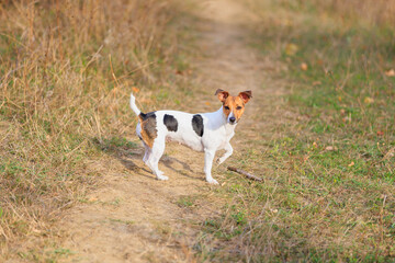 A cute Jack Russell Terrier dog walks in nature. Pet portrait with selective focus and copy space