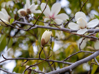 公園に咲くコブシの蕾