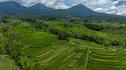 Fototapeta premium Fields and hills of the Jatiluwih Rice Terraces, Jatiluwih, Bali, Indonesia.
