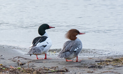 Common Merganser Couple