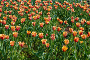 Tulips in Changsha Botanical Garden, Hunan Province