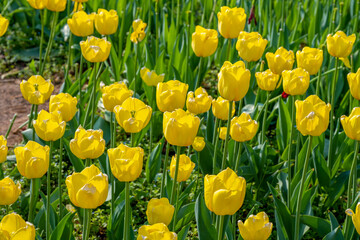 Tulips in Changsha Botanical Garden, Hunan Province