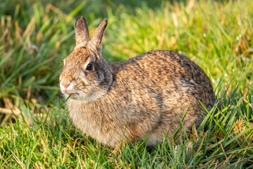 Bunny In The Grass