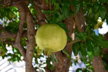 Close up of a green unripe pomegranate growing on a tree in the Mediterranean sun.